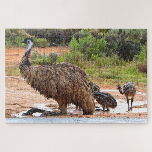 Emu en cichorei spelen in de pudles, Australië Legpuzzel (Horizontaal)