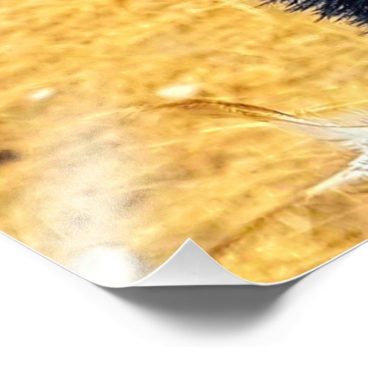 Emu Foto Afdruk (Hoek)