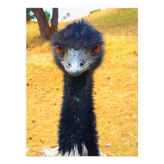 Emu Foto Afdruk