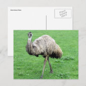 emu - groen briefkaart (Voorkant / Achterkant)