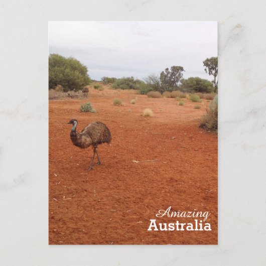 Emu in het Australische outback-briefkaart Briefkaart (Voorkant)