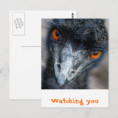 Emu-kijken Briefkaart (Voorkant / Achterkant)
