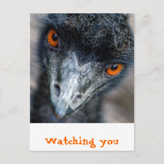 Emu-kijken Briefkaart