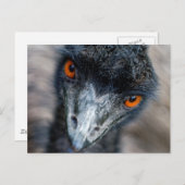 Emu-kijken Briefkaart (Voorkant / Achterkant)
