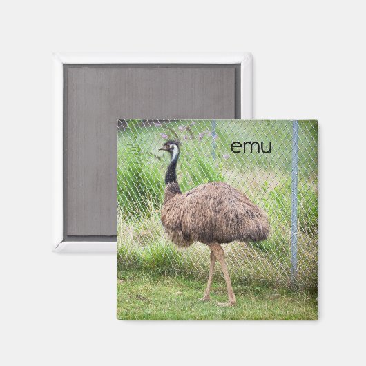 Emu-koeler Magnet (Voorkant / Achterkant)