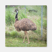 Emu-koeler Magnet (Voorkant)