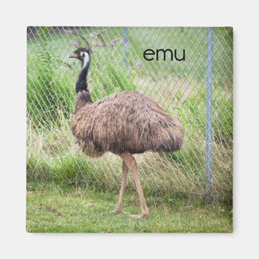 Emu-koeler Magnet (Voorkant)