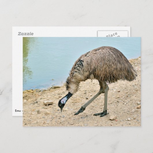 Emu loopt vlakbij de vijver briefkaart (Voorkant / Achterkant)