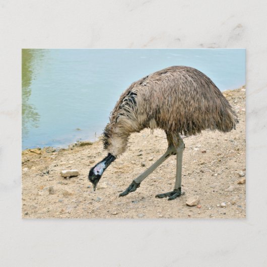 Emu loopt vlakbij de vijver briefkaart (Voorkant)