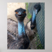 Emu Poster (Voorkant)