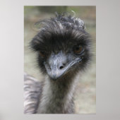 Emu Poster (Voorkant)