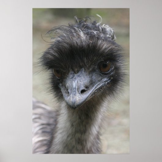 Emu Poster (Voorkant)