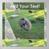 Emu Poster (Voorkant)