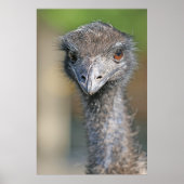 Emu Poster (Voorkant)