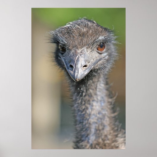Emu Poster (Voorkant)