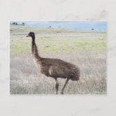 emu - wandeling briefkaart (Voorkant)