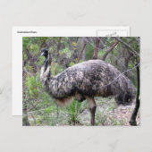 emu wild briefkaart (Voorkant / Achterkant)
