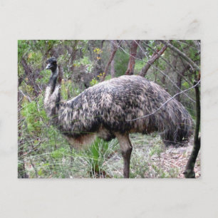 emu wild briefkaart