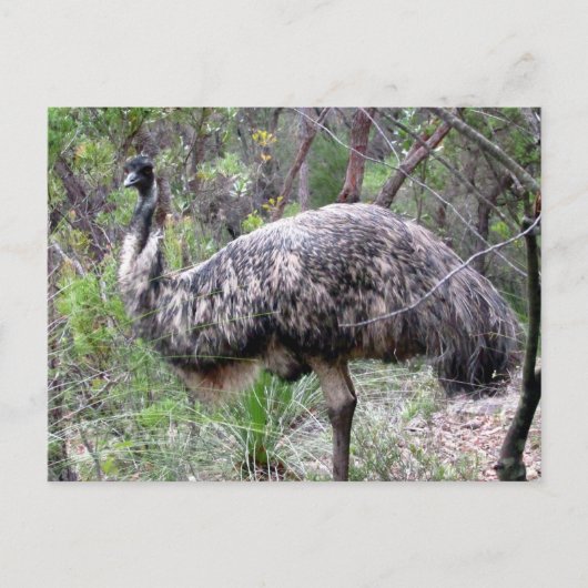 emu wild briefkaart (Voorkant)