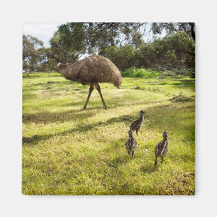 Emu with Chicks Nabbor Watch, Fridge Magnet