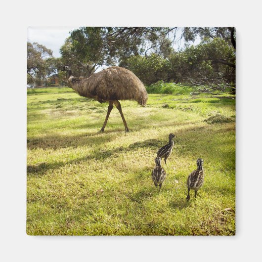 Emu with Chicks Nabbor Watch, Fridge Magnet (Voorkant)