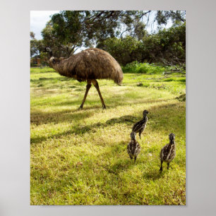 Emu with Chicks Nabbor Watch, Poster