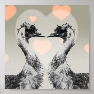 Emus uit liefde poster