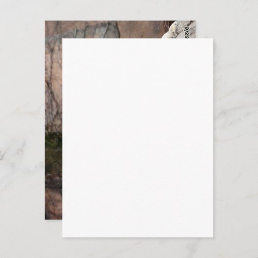 en de leeuw wordt met het lampglas omlaag gebracht briefkaart (Voorkant / Achterkant)