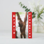 En de winnaar is Krista Orangutan Briefkaart (Staand voorkant)