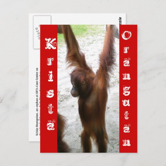 En de winnaar is Krista Orangutan Briefkaart (Voorkant / Achterkant)