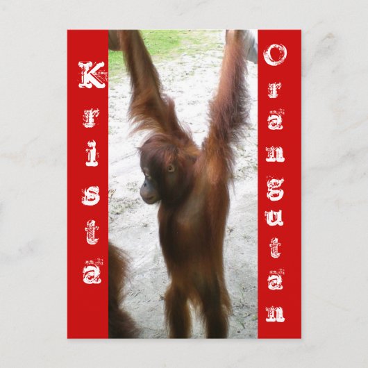En de winnaar is Krista Orangutan Briefkaart (Voorkant)