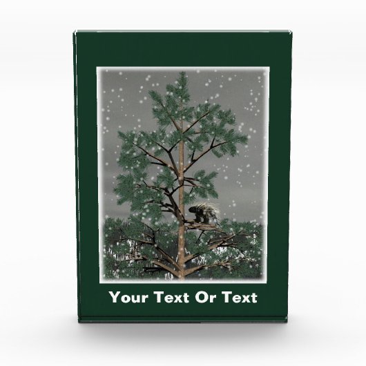 En een Porcupine in een pijnboom Fotoblokken (Voorkant)