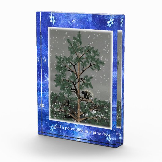 En een Porcupine in een pijnboom Fotoblokken (Rechts)