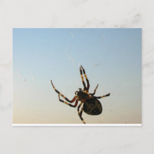 En neer Zat een Spider Briefkaart