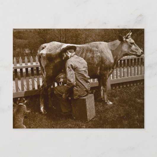 En Nicodemus, de kat werd door Wayside gevleid Briefkaart (Voorkant)