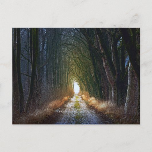 Enchanted Forest Road 3 Briefkaart (Voorkant)