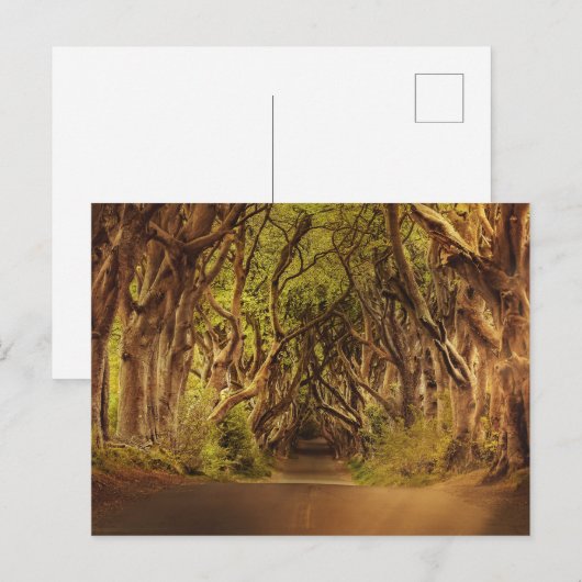 Enchanted Forest Road 4 Briefkaart (Voorkant / Achterkant)