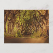 Enchanted Forest Road 4 Briefkaart (Voorkant)