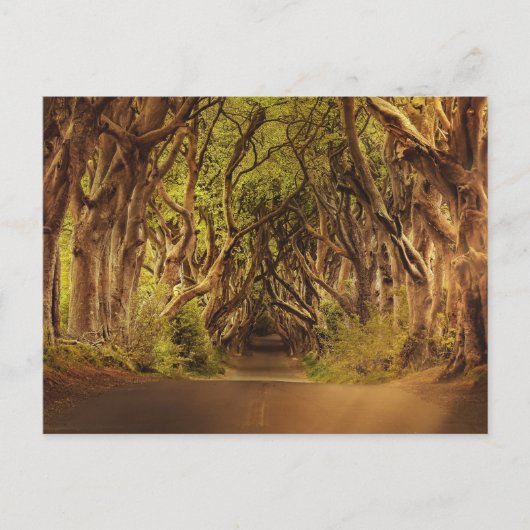 Enchanted Forest Road 4 Briefkaart (Voorkant)