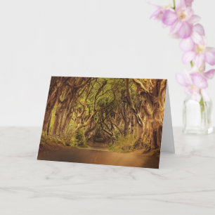 Enchanted Forest Road 4 Kaart