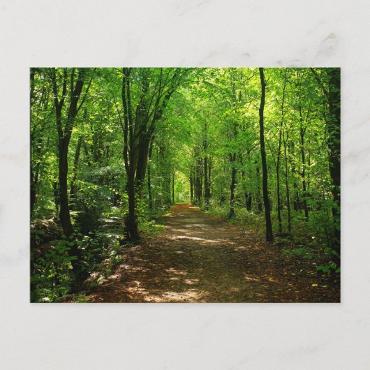 Enchanted Forest Road 5 Briefkaart (Voorkant)