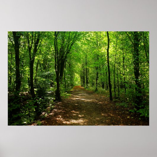 Enchanted Forest Road 5 Poster (Voorkant)