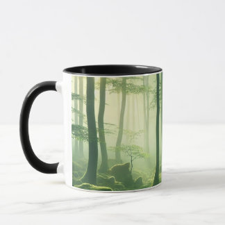 Enchanted Misty Forest Serene Green Woodland Scene Mok