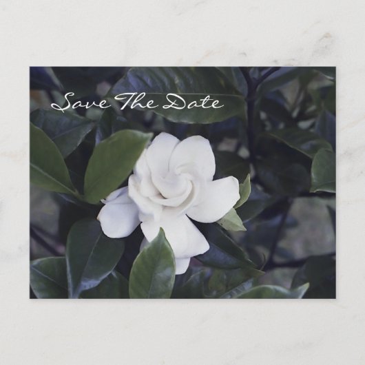 Enchanting Gardenia Save The Date Postcard Aankondigingskaart (Voorkant)