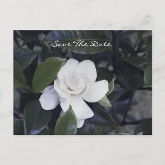 Enchanting Gardenia Save The Date Postcard Aankondigingskaart