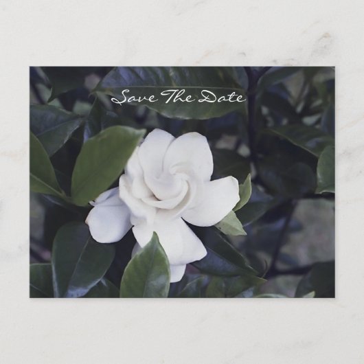 Enchanting Gardenia Save The Date Postcard Aankondigingskaart (Voorkant)