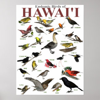 Endemische vogels van Hawai'i Poster
