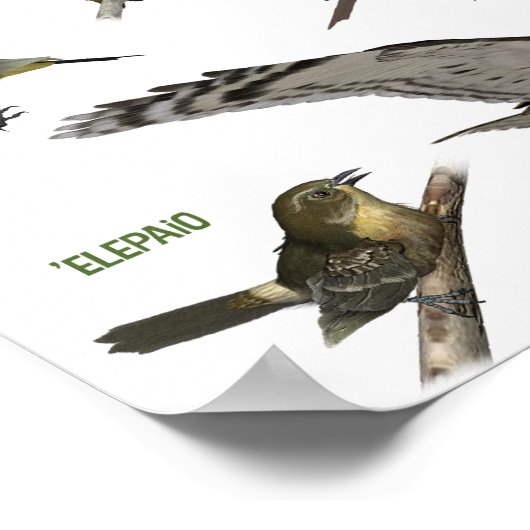 Endemische vogels van Hawai'i Poster (Hoek)