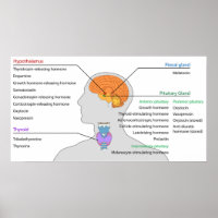 Endocriene klieren en hormonen van het hoofd en de