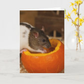 eng Black Hoods rat die pompoenzaad eet Kaart (Gele Bloem)